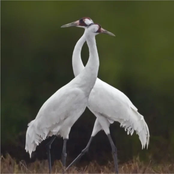 Brass Cranes - Picture 4 of 9